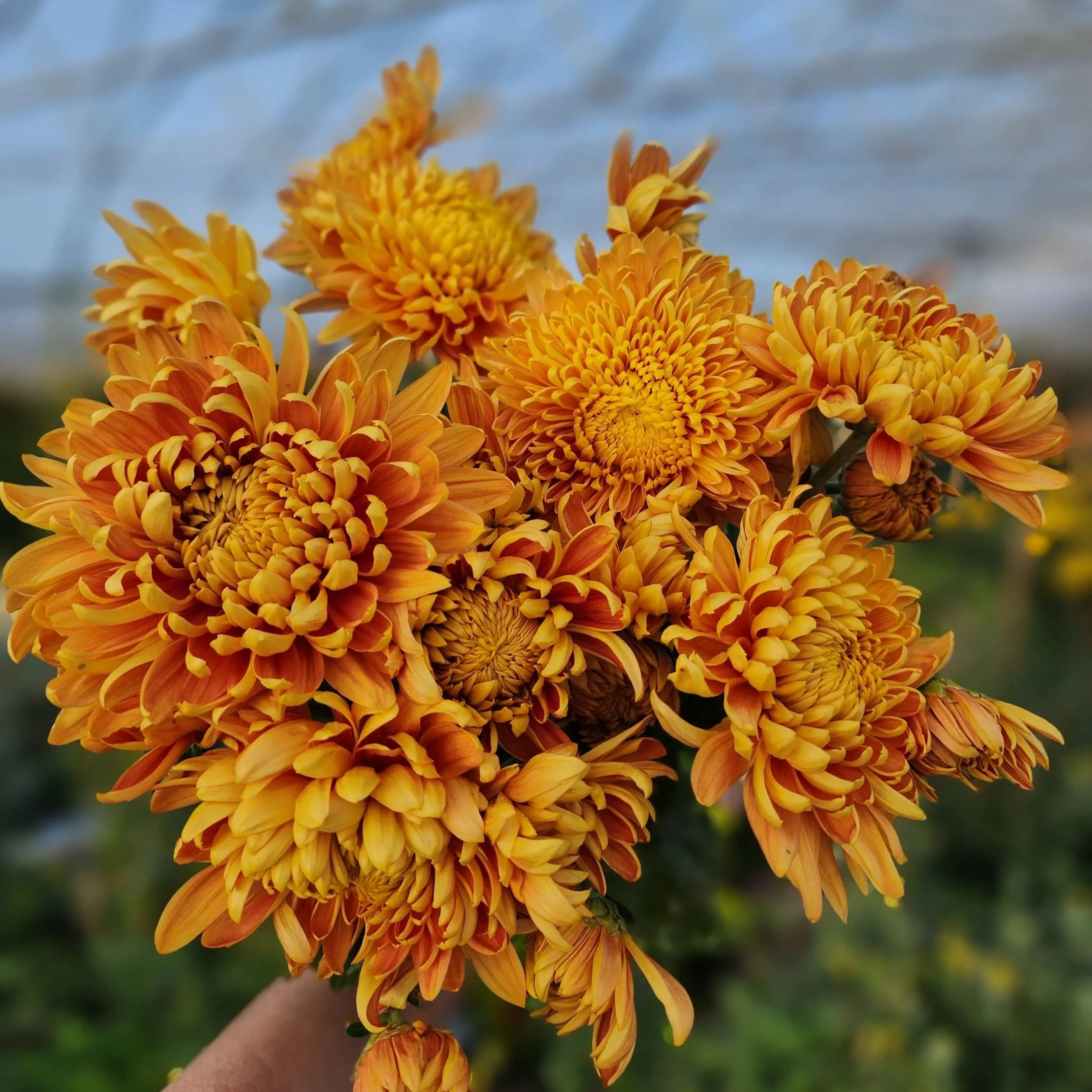 Diane Stoakes Heirloom Chrysanthemum Rooted Cutting — Goose Creek